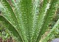 Cycad, Spanish Translit / Dioon mejiae